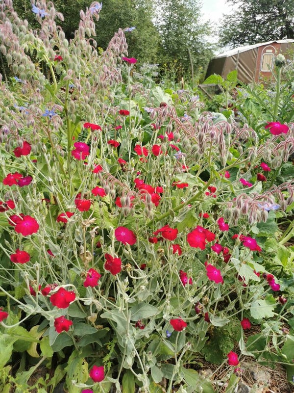 Prikneus zaden Grootverpakking