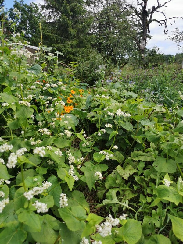Boekweit zaden Grootverpakking