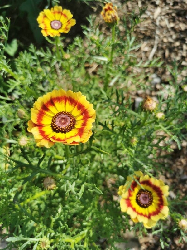 Bonte ganzenbloem  zaden Grootverpakking