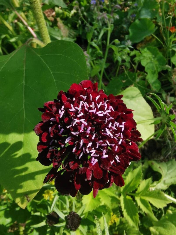 Duifkruid zaden Grootverpakking