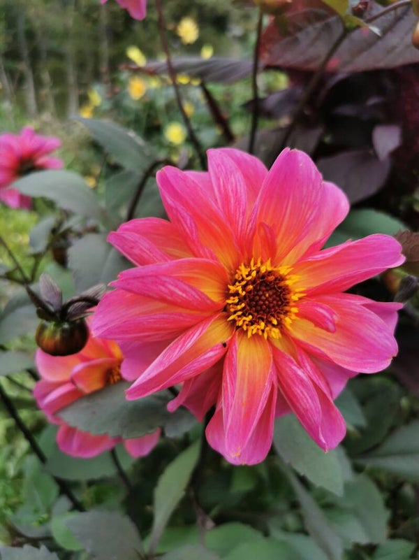 Heimdalls dahlia knollen