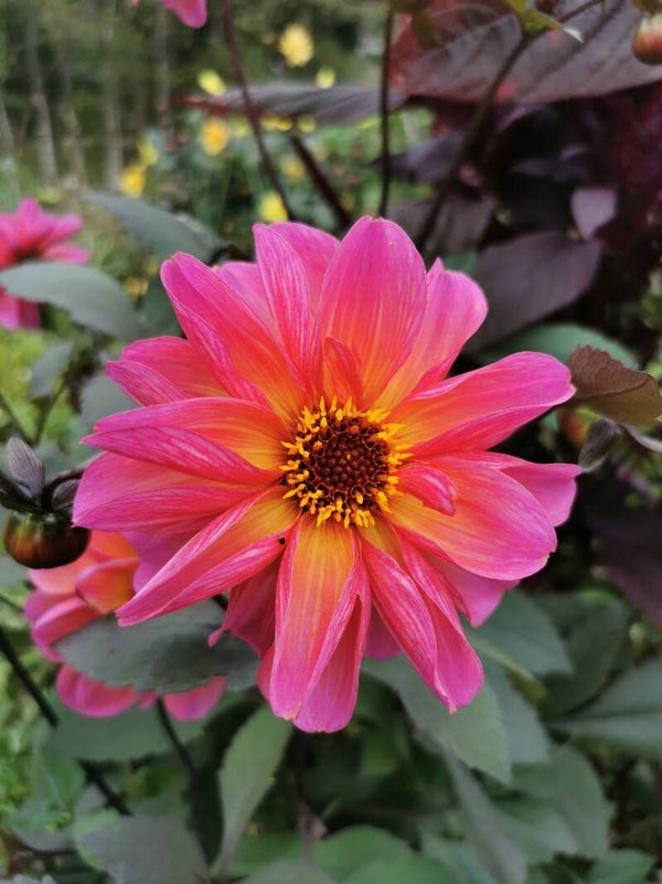 Dahliamix zaden Grootverpakking