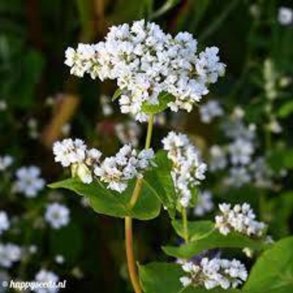 Boekweit zaden Grootverpakking
