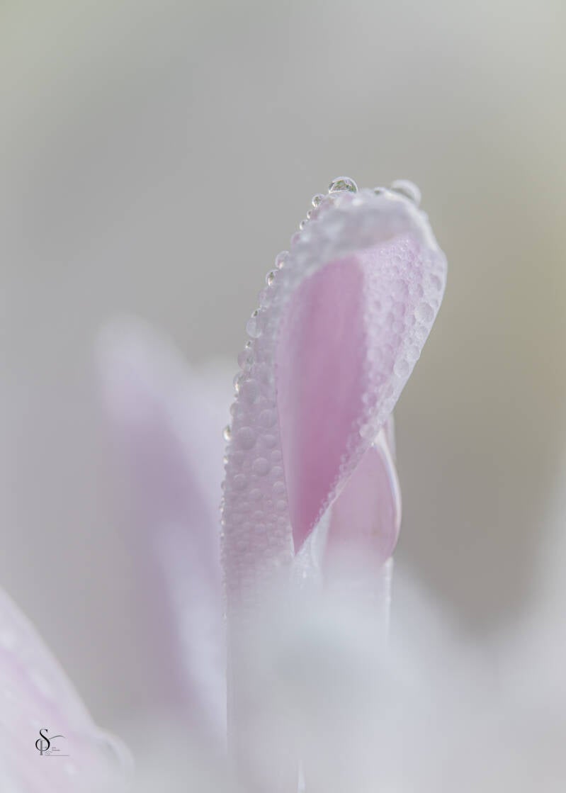 bloemen-1-standard-h1xuo9.jpg