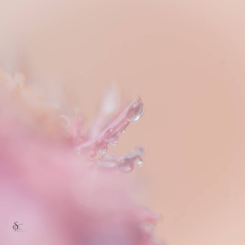 bloemen-12-standard.jpg