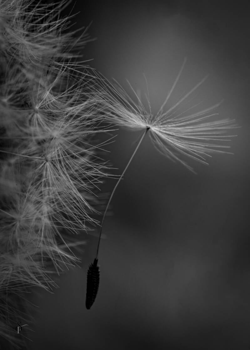 bloemen-18-standard-h40v77.jpg