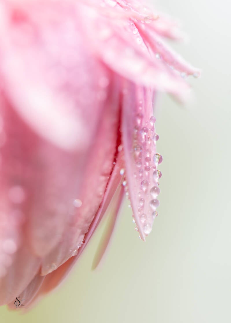 bloemen-2-standard-0cgn9t.jpg