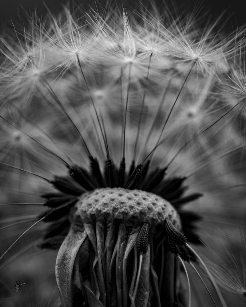 bloemen-23-standard-m52alz.jpg