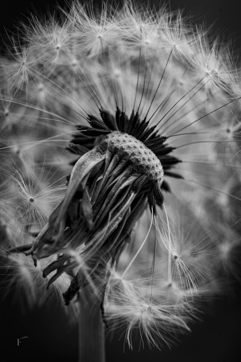 bloemen-24-standard-a3p56y.jpg
