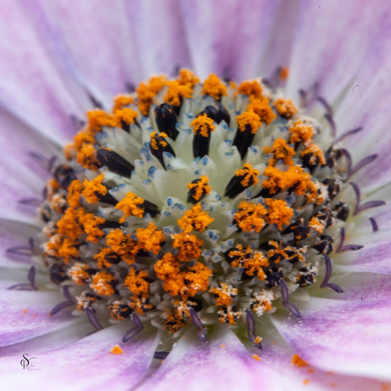 bloemen-40-standard.jpg