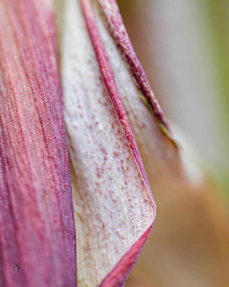 bloemen-6-standard.jpg