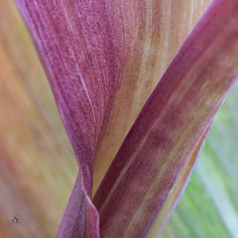 bloemen-7-standard-hn43ee.jpg