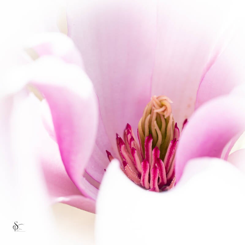 bloemen-bewogen-dubbele-belichting-etc-36-standard.jpg