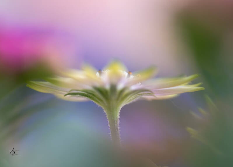 bloemen-bewogen-dubbele-belichting-etc-45-standard.jpg