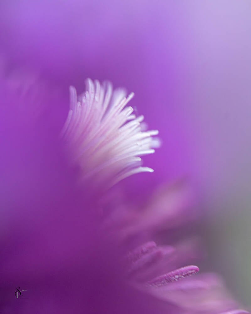 bloemen-uit-de-tuin-1-standard.jpg