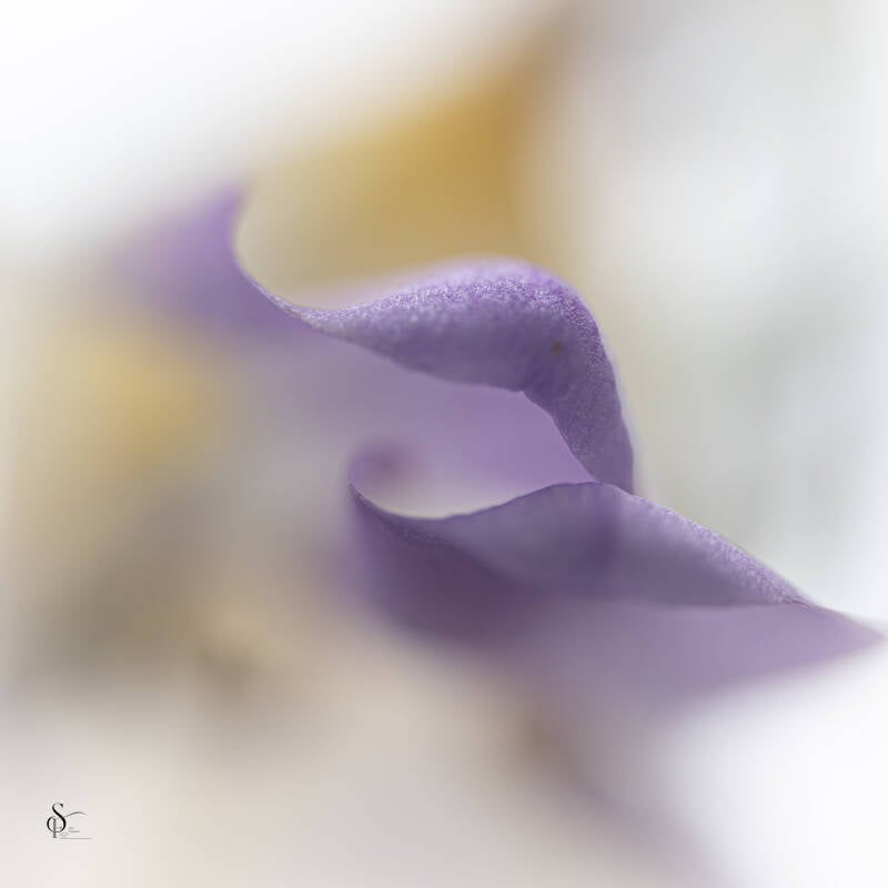 bloemen-uit-de-tuin-46-standard.jpg