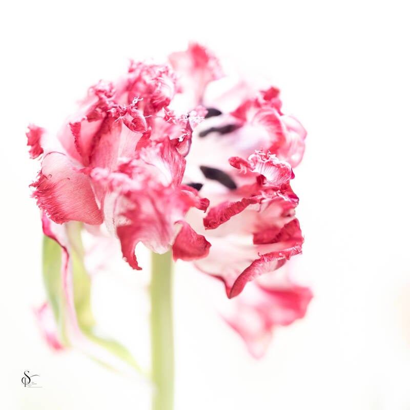 diverse-bloemen-en-slakkenhuis-55-standard.jpg