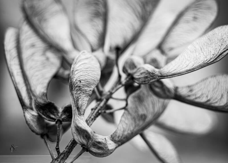 diverse-bloemen-lensen-31-standard.jpg