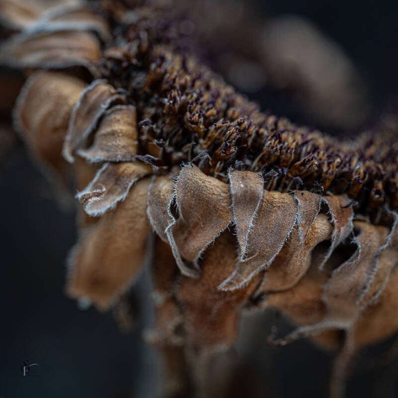 diverse-bloemen-lensen-50-standard-b0vqau.jpg