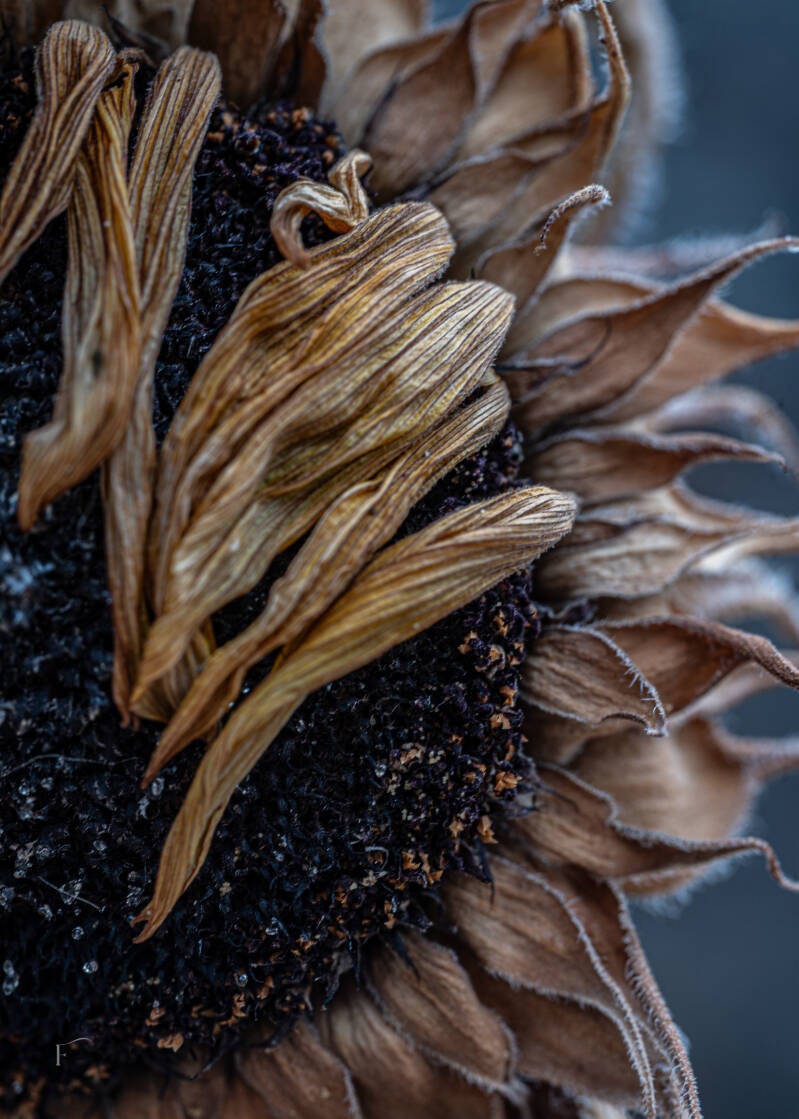 diverse-bloemen-lensen-53-standard-hglecy.jpg