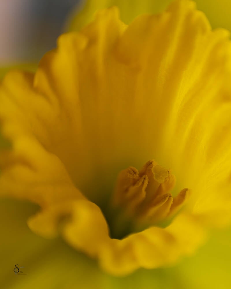 narcis-2-standard.jpg