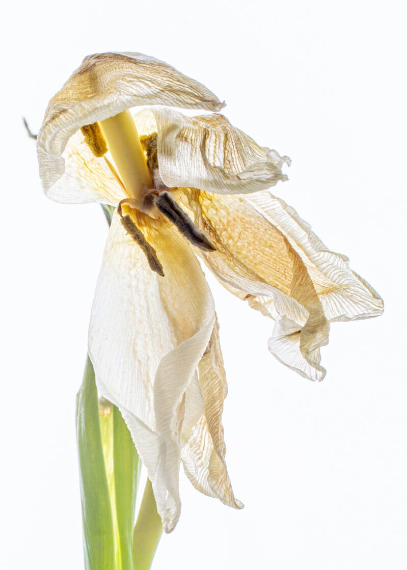 tulp-ii-02-standard.jpg
