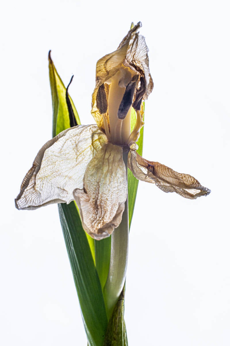 tulp-ii-05-standard.jpg