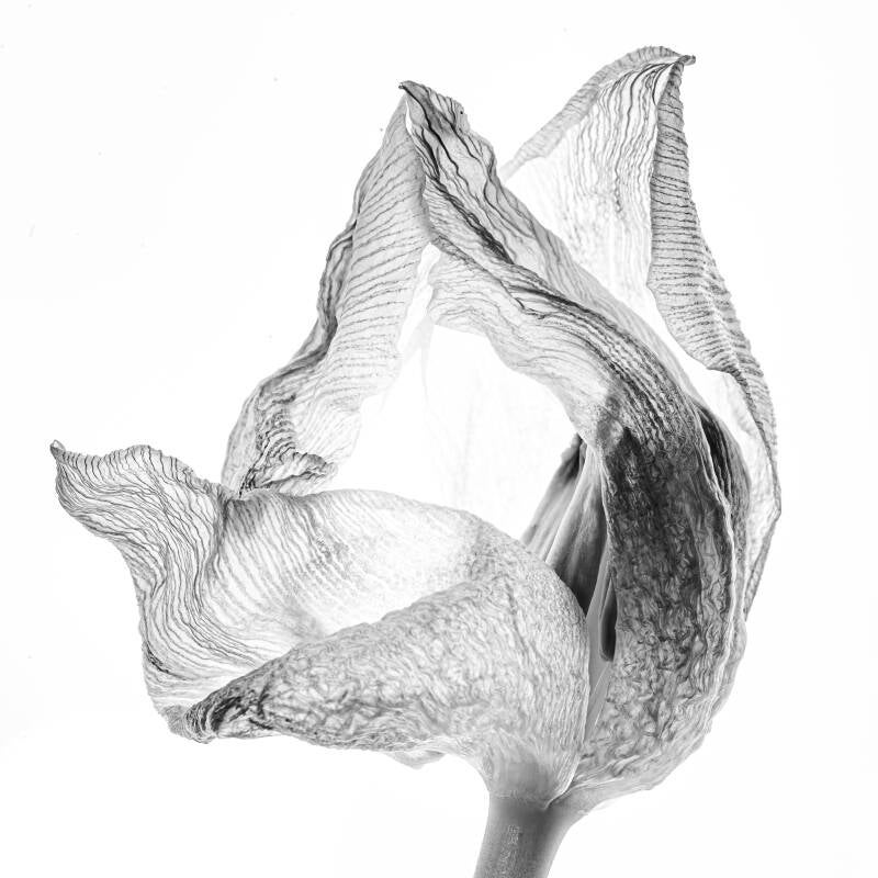 tulp-ii-40-standard.jpg