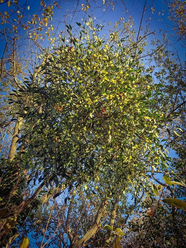 Bollen