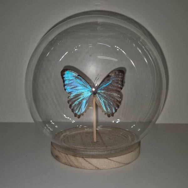 Stolp bol Morpho Portis