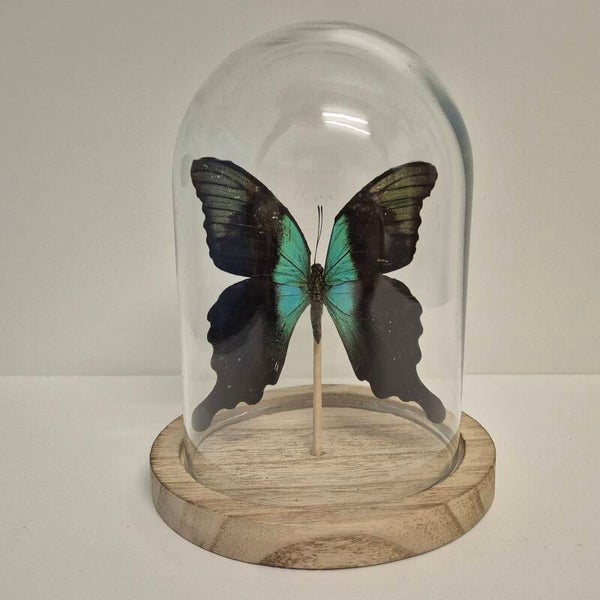 Stolp klein Papilio Blumei