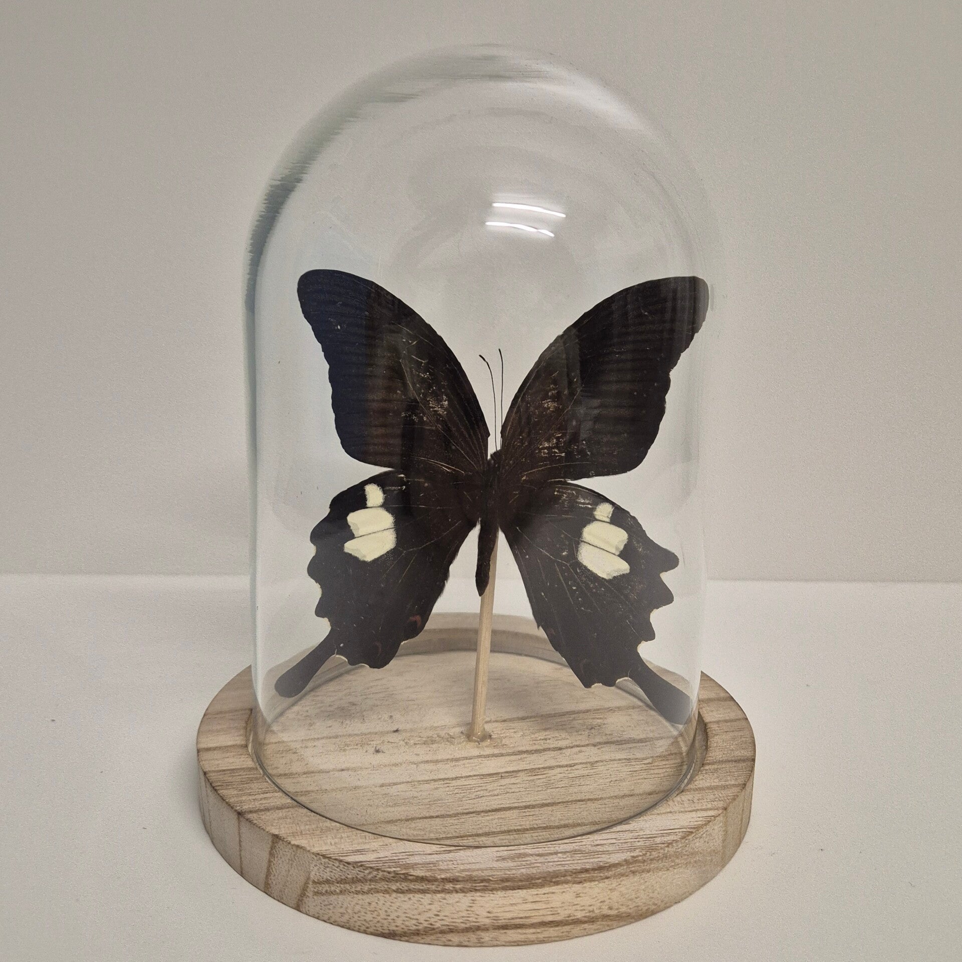Stolp klein Papilio Helenus
