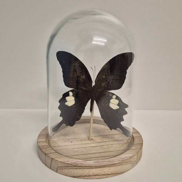 Stolp klein Papilio Helenus