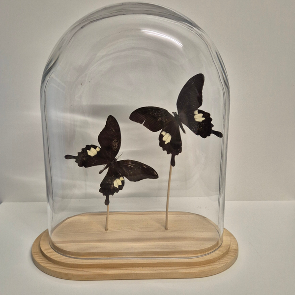 Stolp ovaal Papilio Helenus