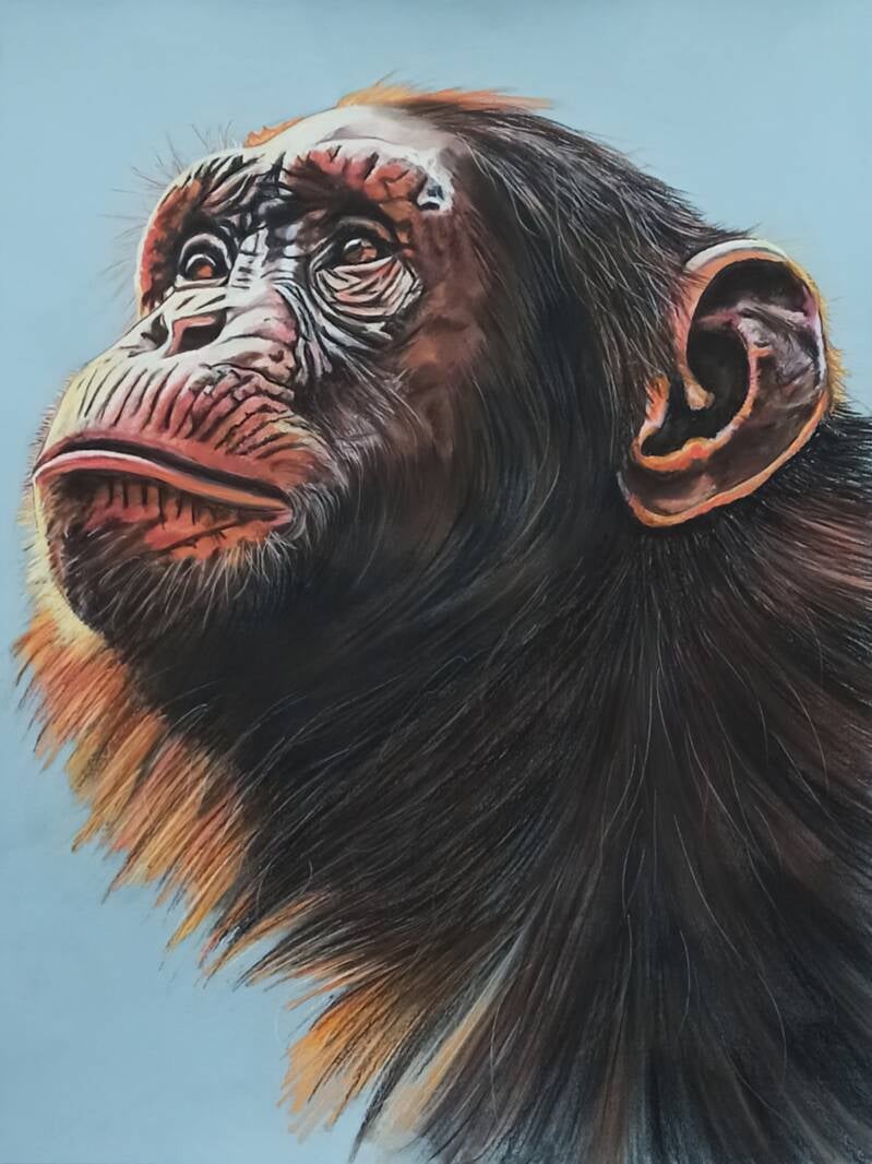 Ritratto scimpanzé di profilo a pastello soft - collezione animali selvatici