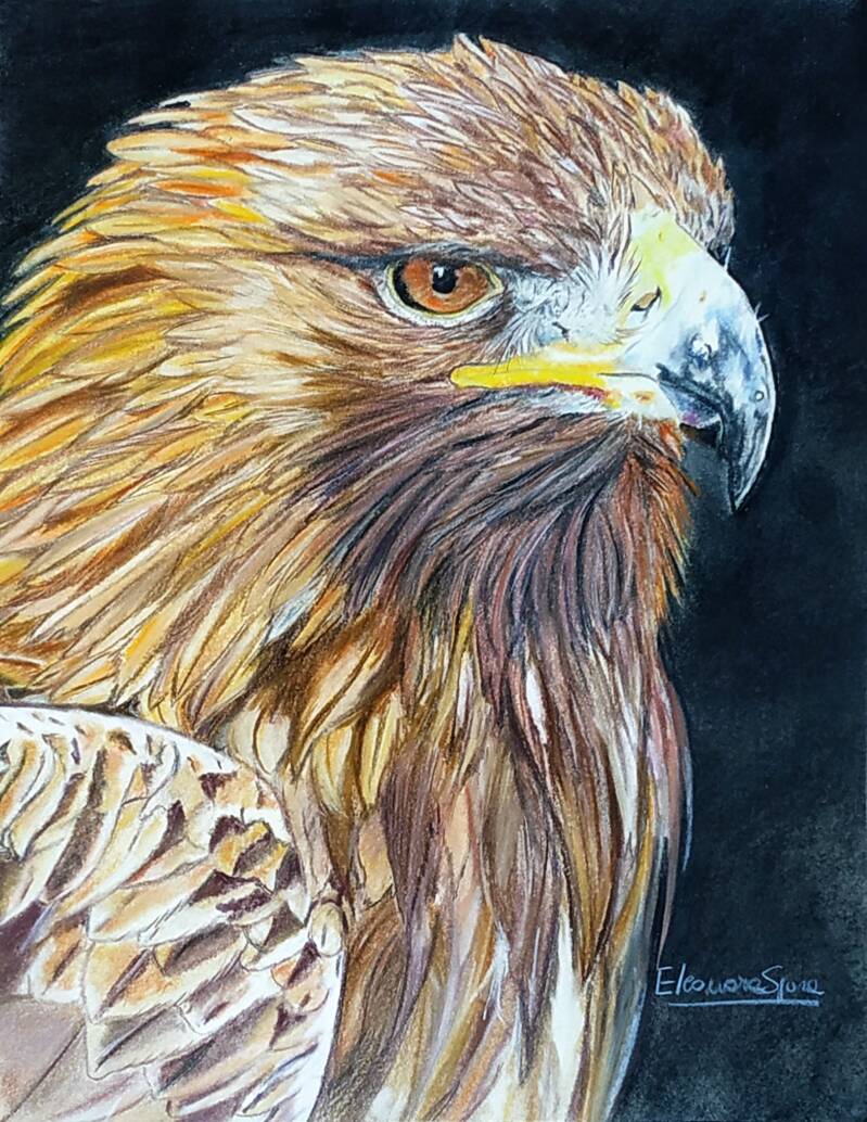 Aquila reale - Ritratto aquila rapace a pastello soft - Eleonora Sgura