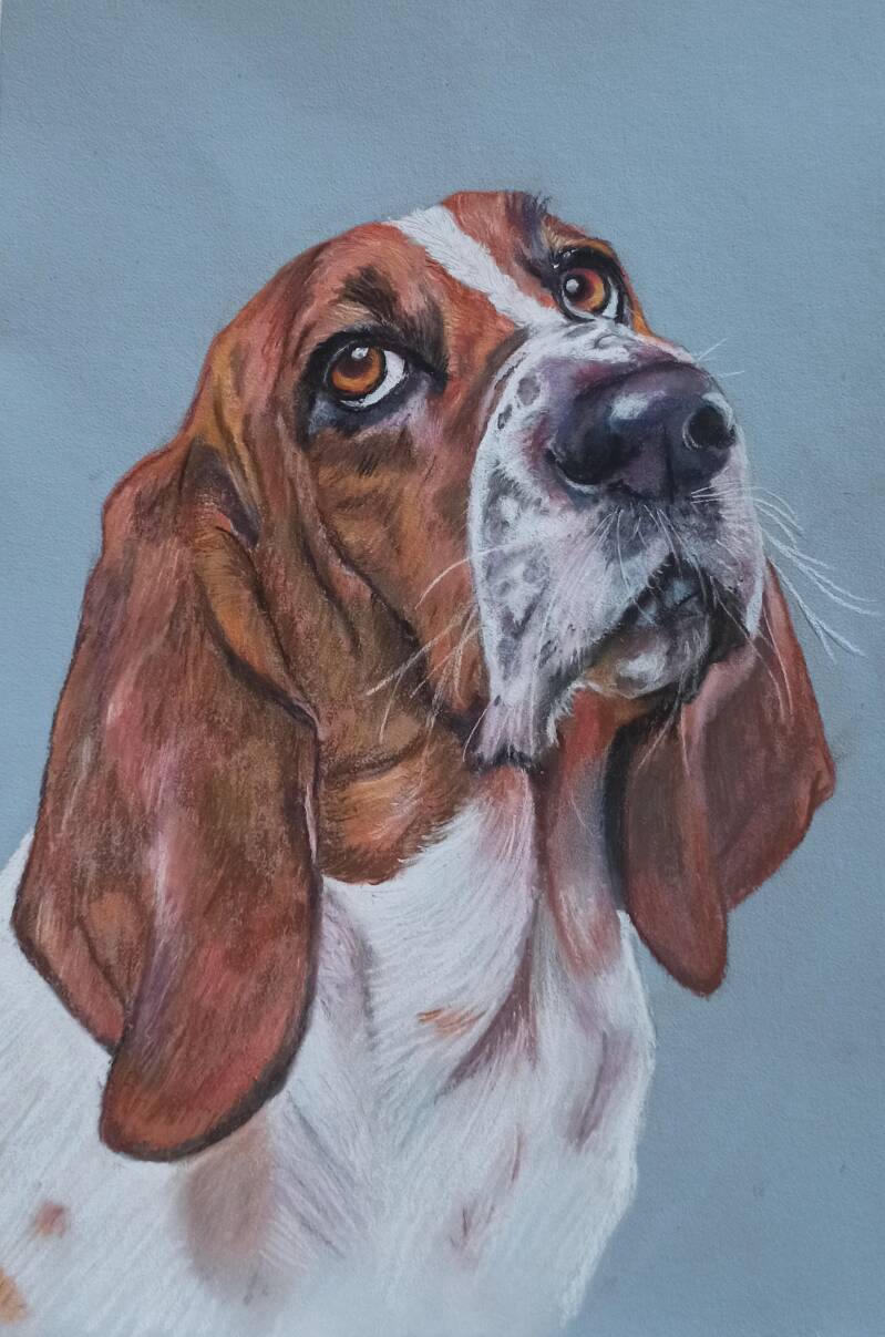 Basset Hound cane orecchie lunghe - Ritratto cane pastello soft