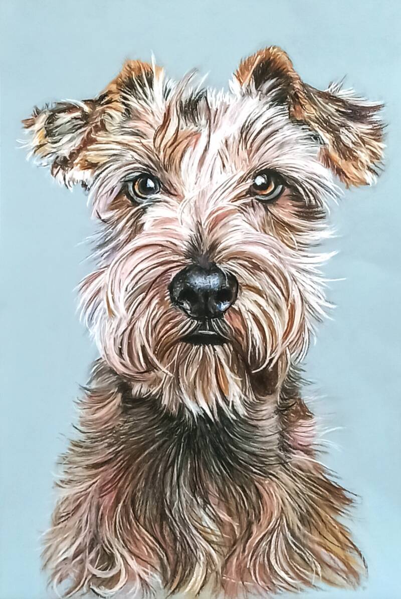 Cane terrier piccolo pelo arruffato - Ritratto cane a pastello soft