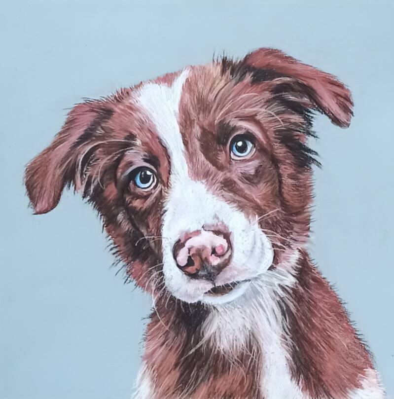 Cucciolo border collie bianco marrone - Ritratto cane a pastello soft - Amici animali - Eleonora Sgura Lombardia Italia