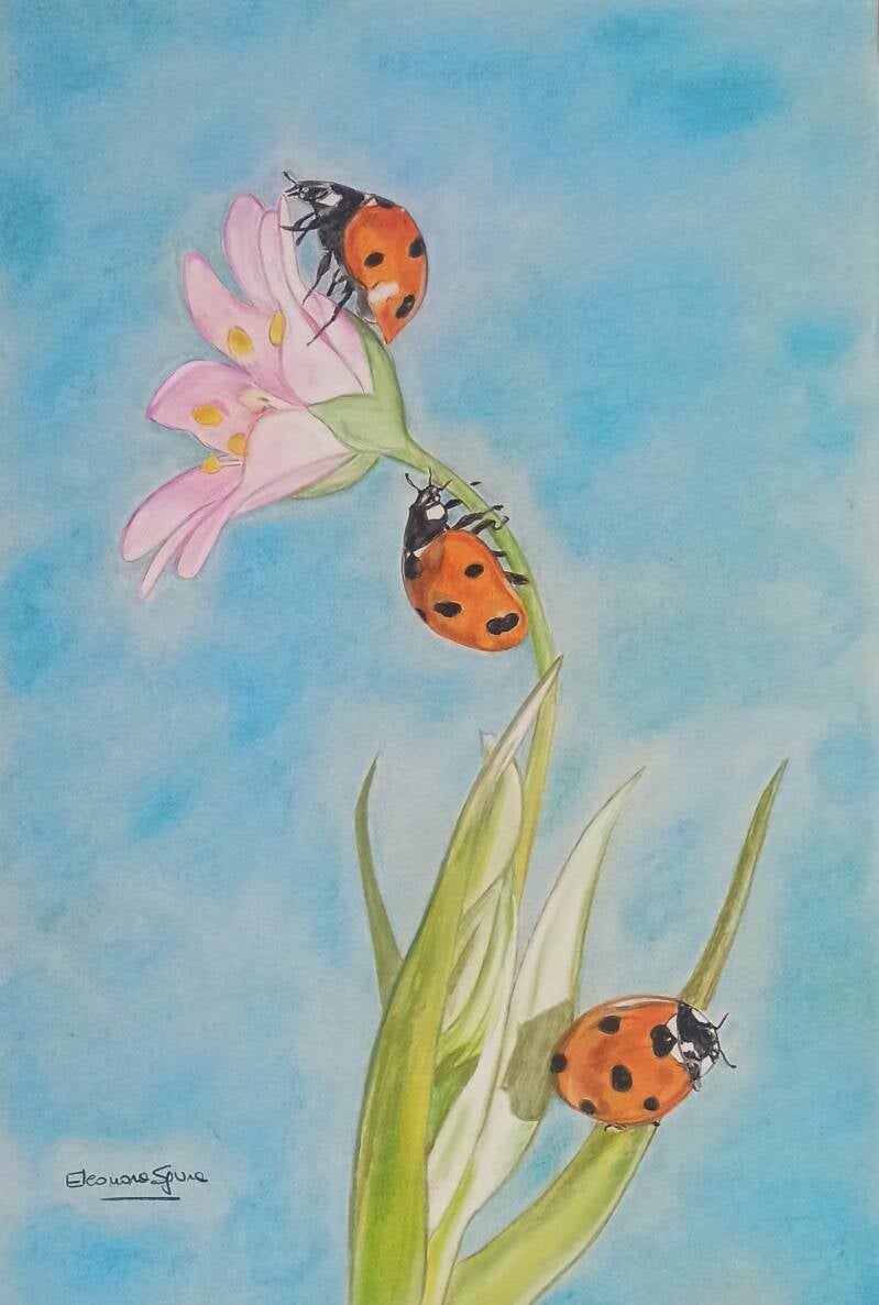 Fiore con coccinella - Dipinto natura insetti a pastello soft