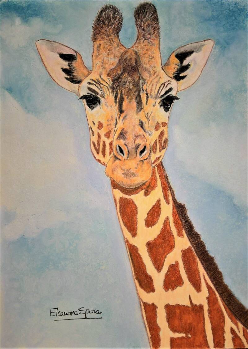 Giraffa - Ritratto giraffa a pastello soft - Amici animali