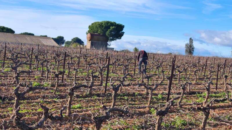 taille gobelet vigne vias