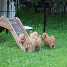 img_8392-standard.jpg