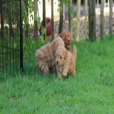 img_8409-standard.jpg