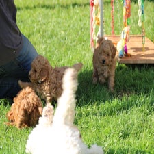 img_8424-standard.jpg