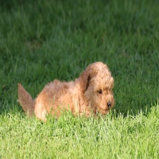 img_8498-standard.jpg
