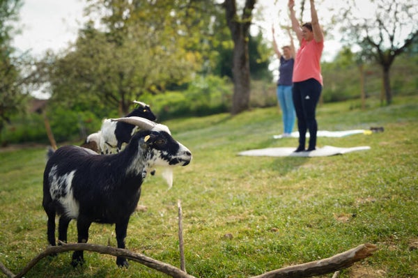 Ziegen-Yoga