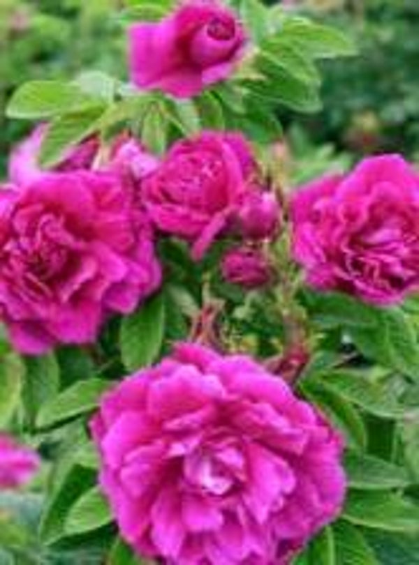 Rosier rose pour massifs,bordures