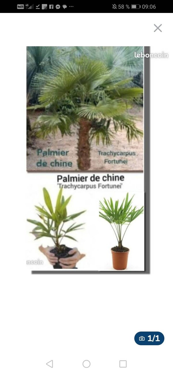 Palmier de chine, Trachycarpus fortunei