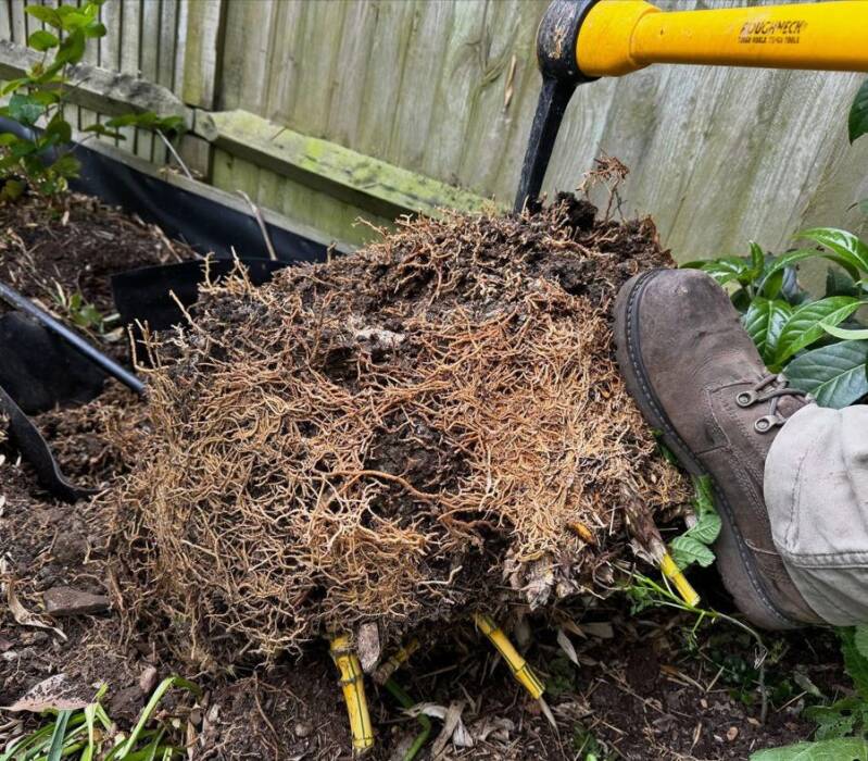 A bamboo root ball dug out by APC: most of the plant is underground